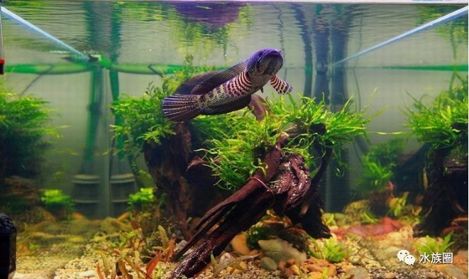 黃金眼鏡蛇雷龍魚有人工的嗎（黃金眼鏡蛇雷龍魚是否有人工繁殖的情況？）