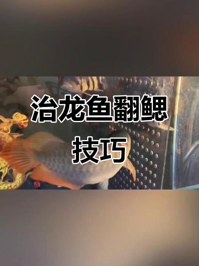 銀龍魚翻鰓癥的最佳治療時機