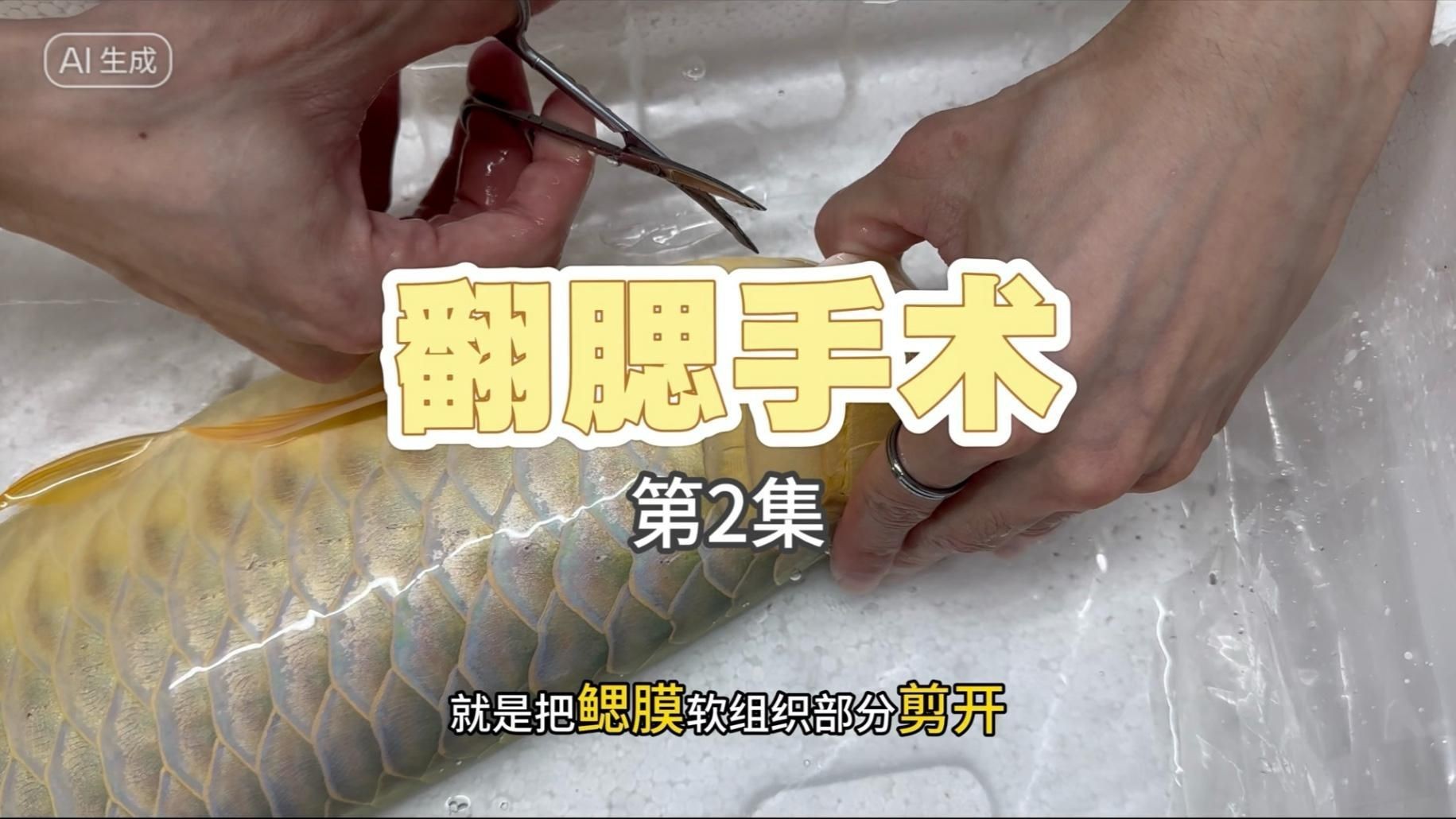 銀龍魚翻鰓癥的最佳治療時機