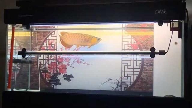如何選購龍魚（如何挑選龍魚）