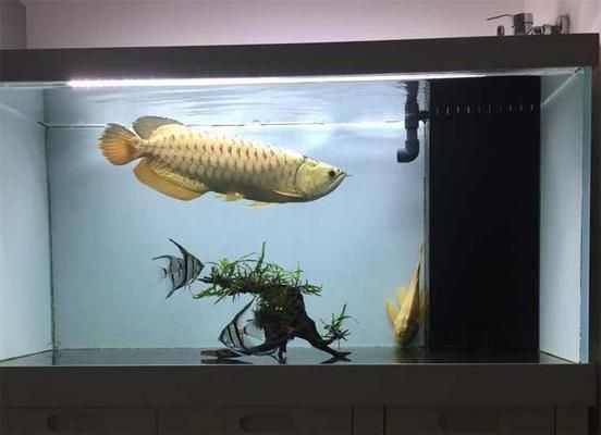 如何選購龍魚（如何挑選龍魚）