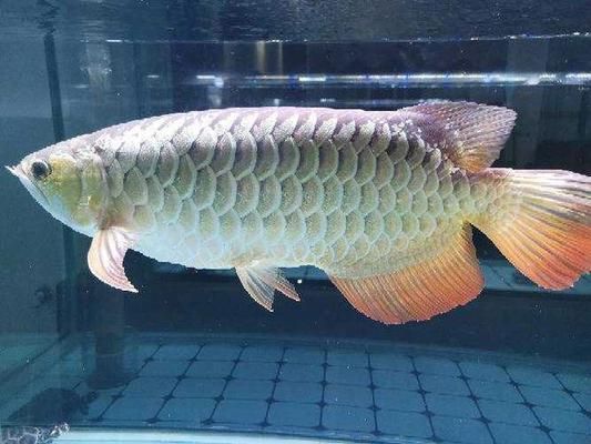 如何選購龍魚（如何挑選龍魚）