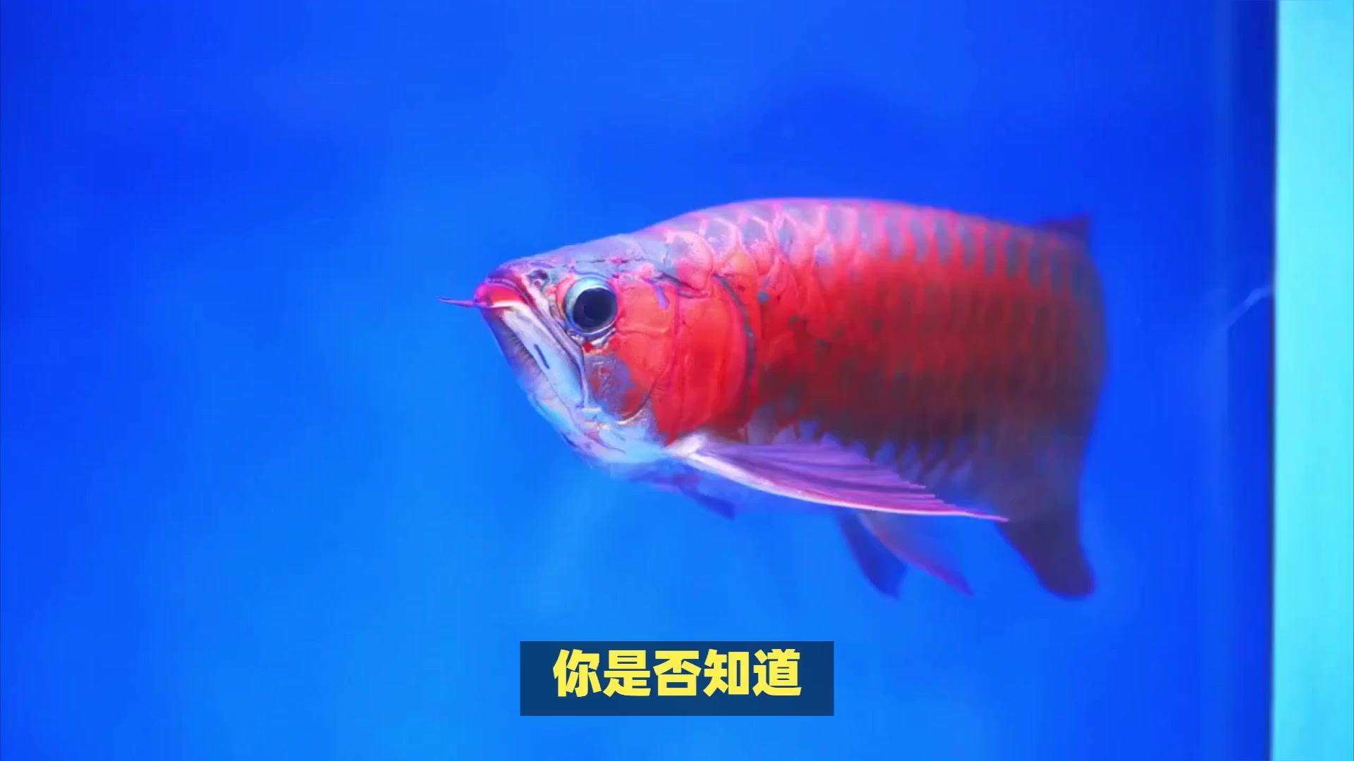 如何判斷金龍魚價格走勢？