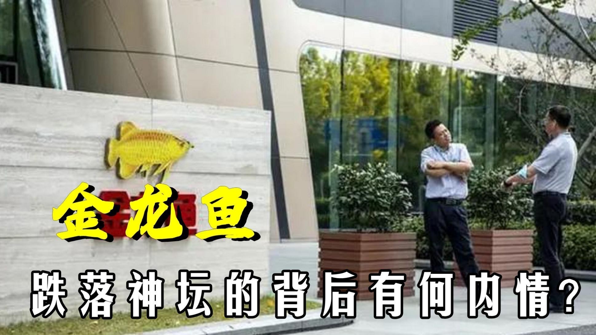 如何判斷金龍魚價格走勢？