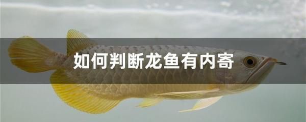 龍魚(yú)怎么驅(qū)蟲(chóng)的：龍魚(yú)受到寄生蟲(chóng)的困擾時(shí)
