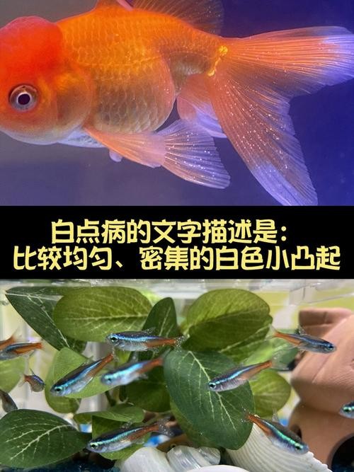 銀龍魚身上起白點(diǎn)是怎么回事兒圖片大全