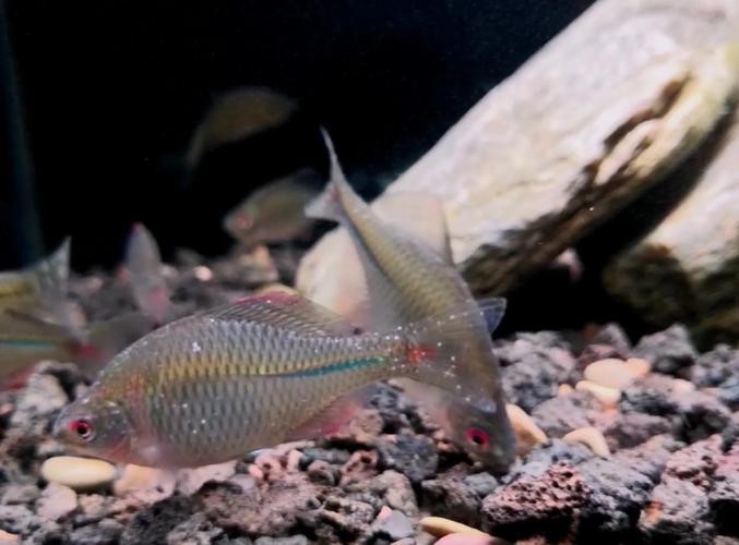 銀龍魚身上起白點(diǎn)是怎么回事兒圖片大全