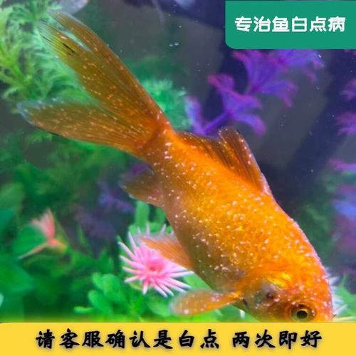 銀龍魚身上起白點(diǎn)是怎么回事兒圖片大全
