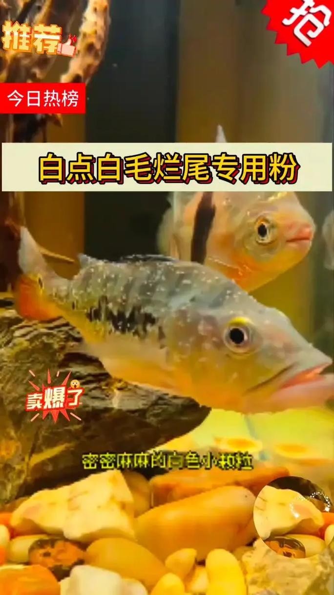 銀龍魚身上起白點(diǎn)是怎么回事兒圖片大全