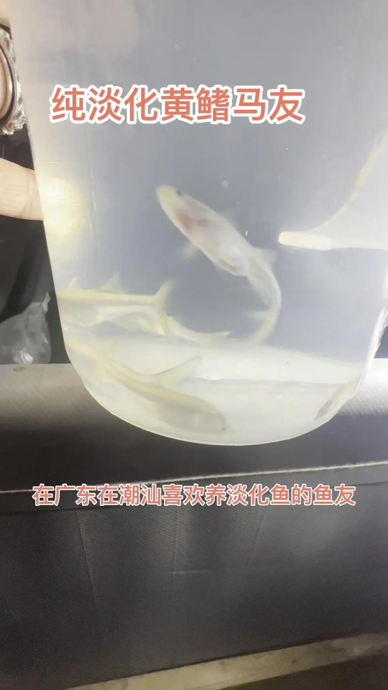 銀鼓魚和銀龍魚混養(yǎng)可以嗎圖片