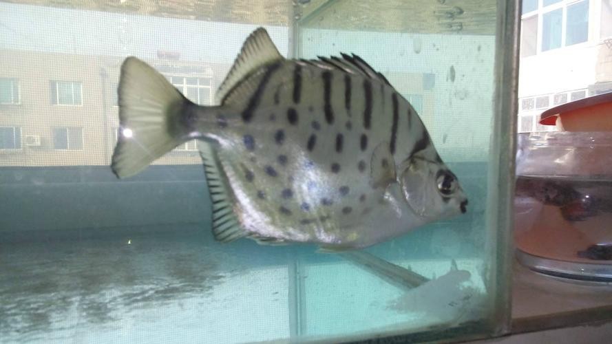 銀鼓魚和銀龍魚混養(yǎng)可以嗎圖片