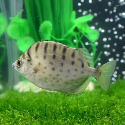 銀鼓魚和銀龍魚混養(yǎng)可以嗎圖片