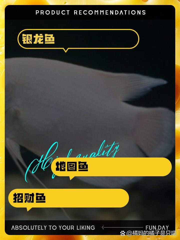銀鼓魚和銀龍魚混養(yǎng)可以嗎圖片