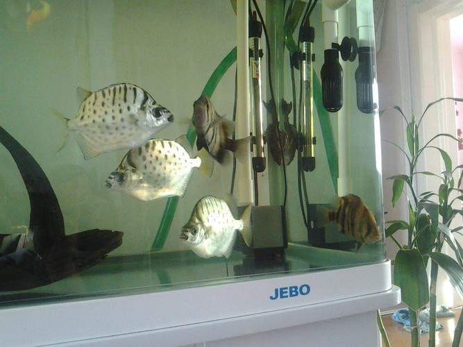 銀鼓魚和銀龍魚混養(yǎng)可以嗎圖片