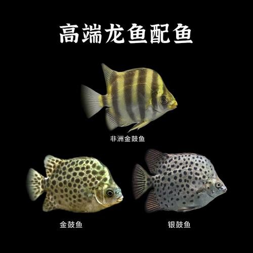 銀鼓魚和銀龍魚混養(yǎng)可以嗎圖片