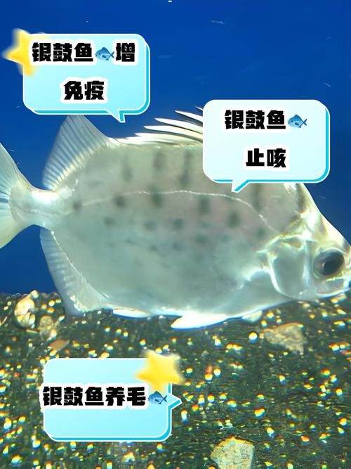 銀鼓魚和銀龍魚混養(yǎng)可以嗎圖片