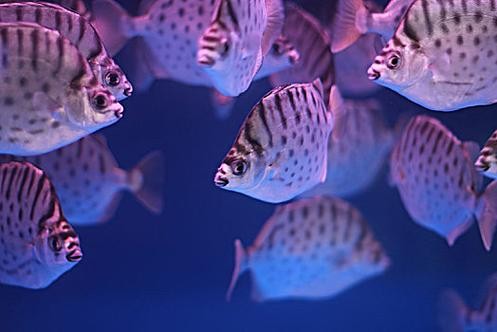 銀鼓魚和銀龍魚混養(yǎng)可以嗎圖片