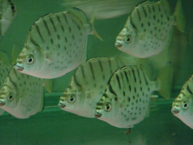 銀鼓魚和銀龍魚混養(yǎng)可以嗎圖片