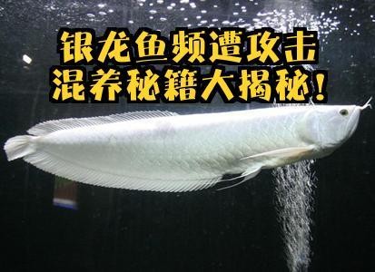 銀鼓魚和銀龍魚混養(yǎng)可以嗎圖片