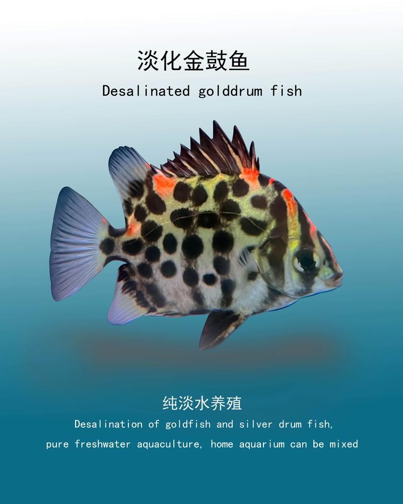 銀鼓魚和銀龍魚混養(yǎng)可以嗎圖片