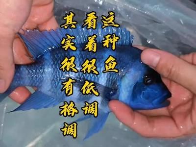 薩伊藍(lán)和龍魚混養(yǎng)可以嗎（薩伊藍(lán)魚和龍魚可以混養(yǎng)嗎？）