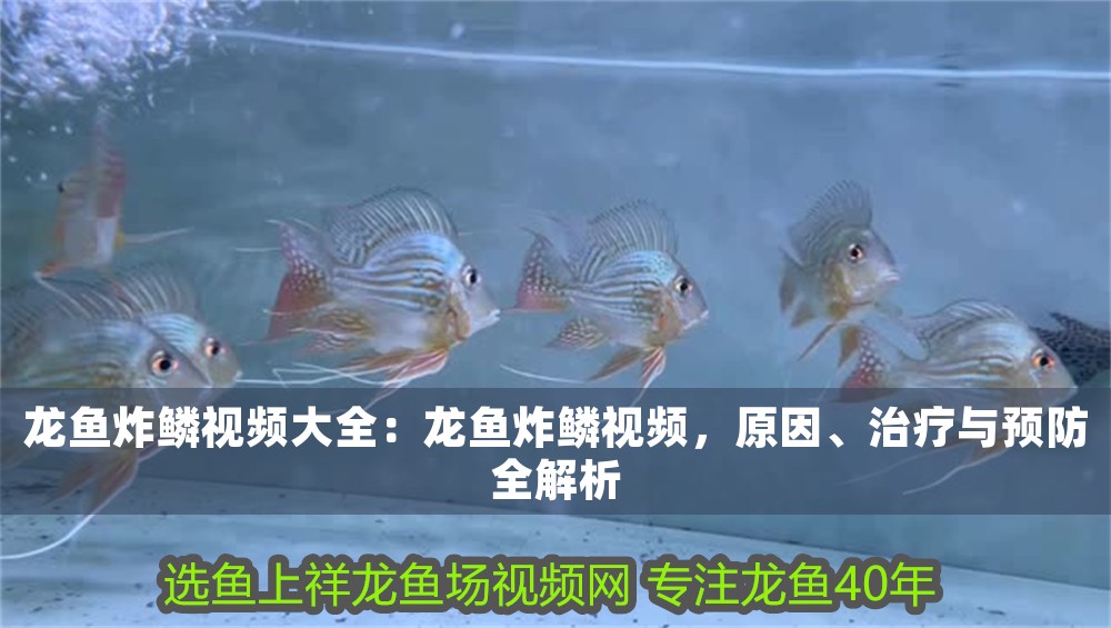 龍魚炸鱗視頻大全：龍魚炸鱗視頻，原因、治療與預防全解析