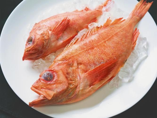 美國大眼紅斑魚圖片