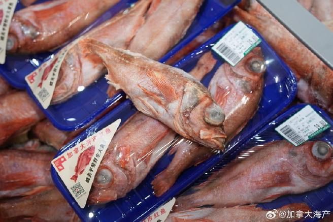 美國大眼紅斑魚圖片