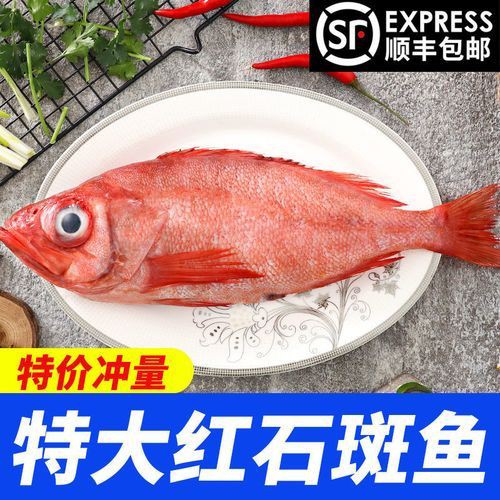 美國大眼紅斑魚圖片