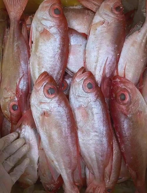 美國大眼紅斑魚圖片