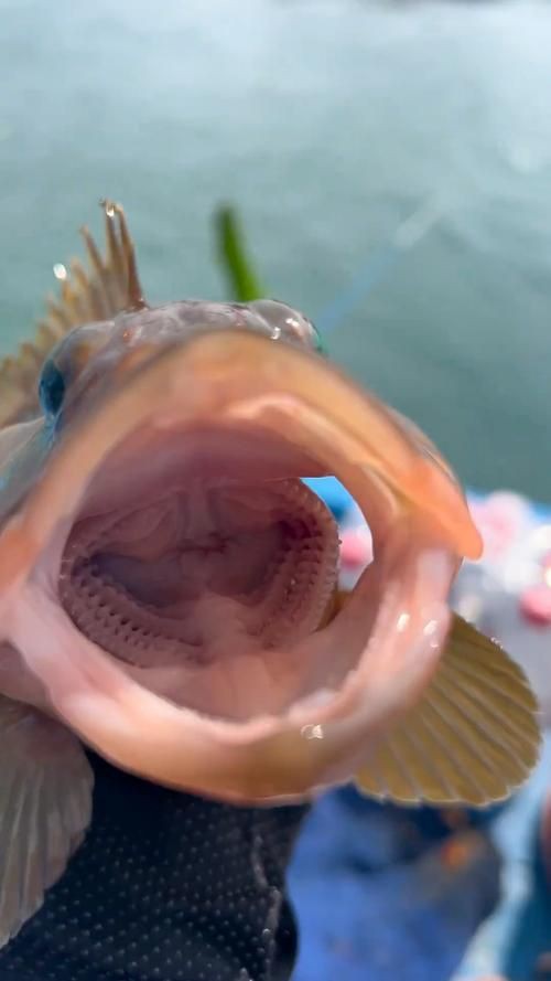 美國大眼紅斑魚圖片