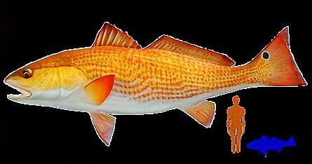 美國大眼紅斑魚圖片