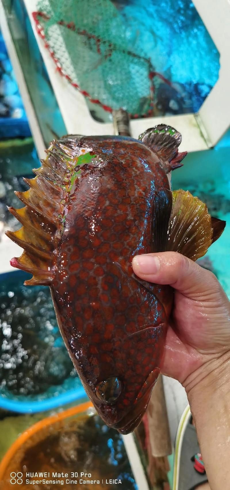 美國大眼紅斑魚圖片
