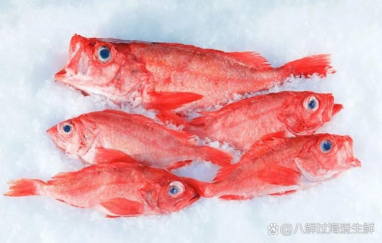 美國大眼紅斑魚圖片