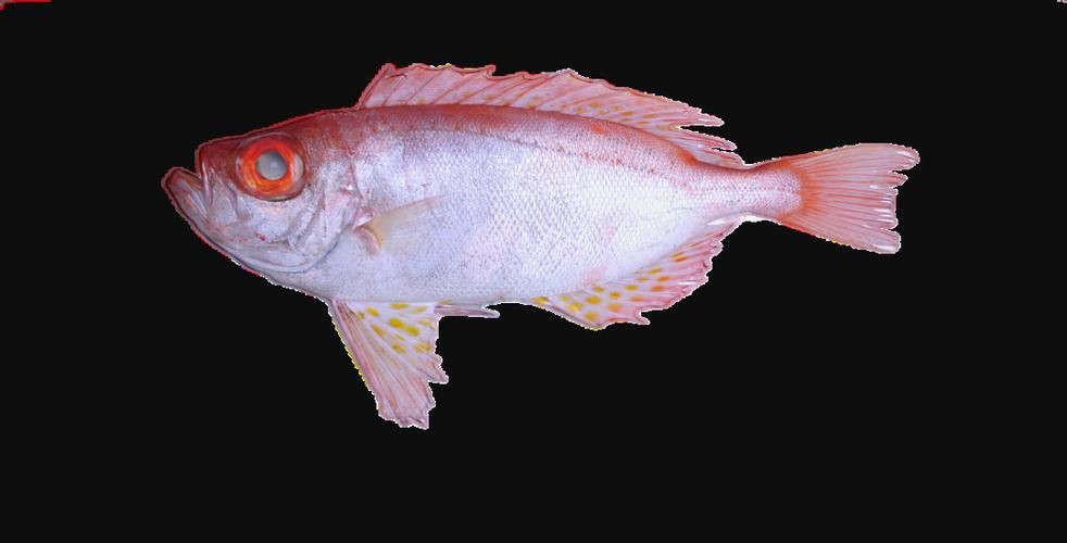 美國大眼紅斑魚圖片