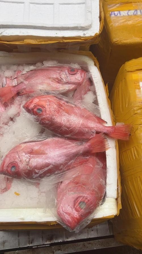 美國大眼紅斑魚圖片