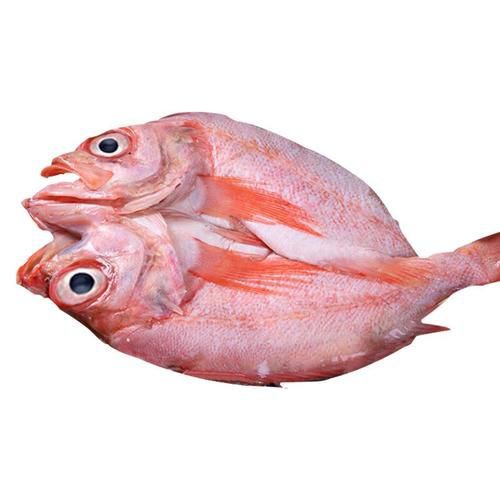 美國大眼紅斑魚圖片