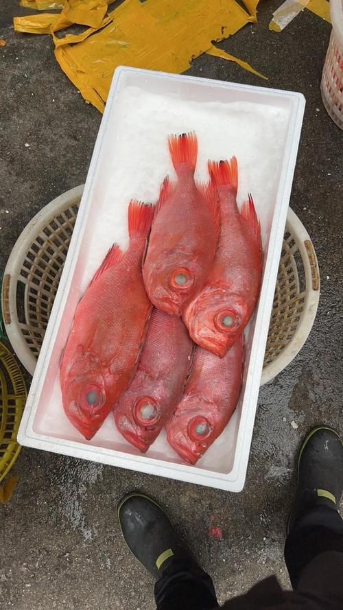 美國大眼紅斑魚圖片