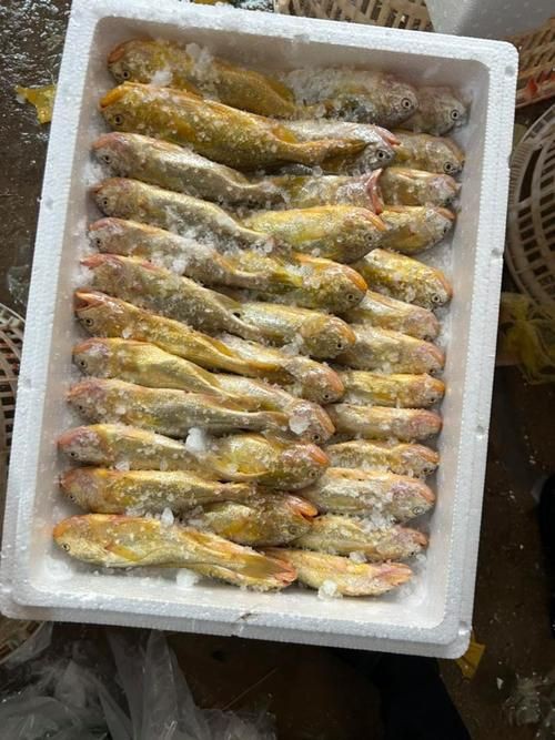 美國大眼紅斑魚圖片