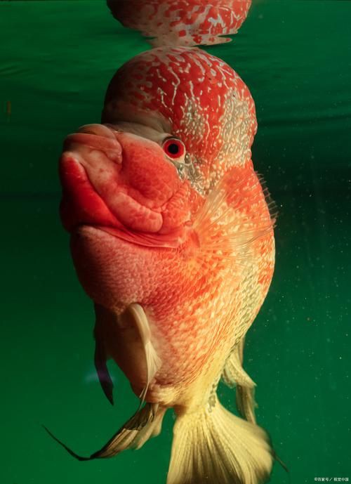 美國大眼紅斑魚圖片