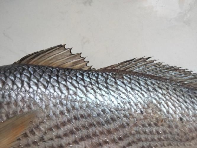 美國大眼紅斑魚圖片