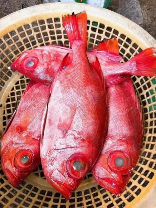 美國大眼紅斑魚圖片