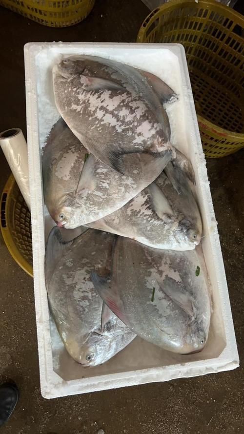 美國大眼紅斑魚圖片