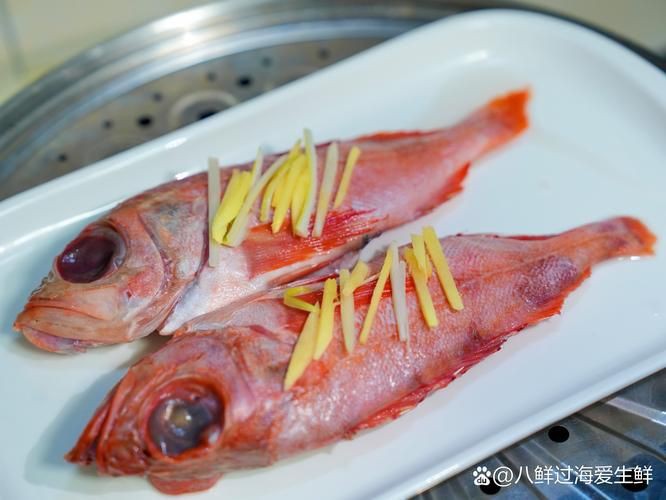 美國大眼紅斑魚圖片