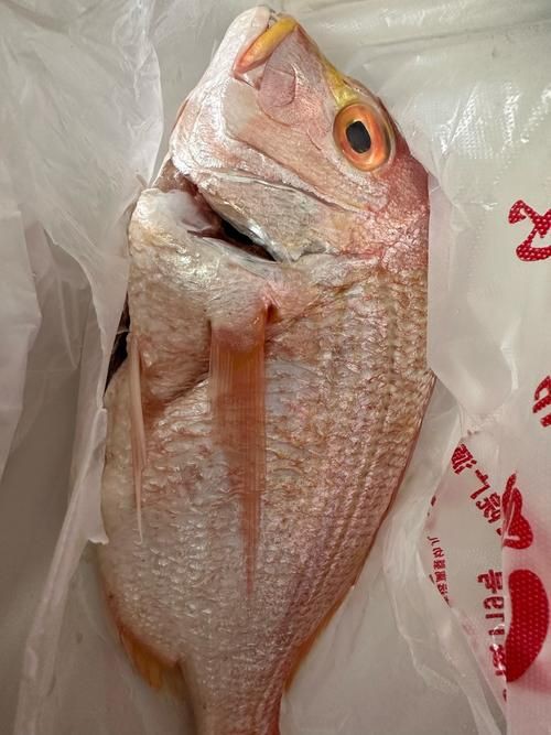 美國大眼紅斑魚圖片