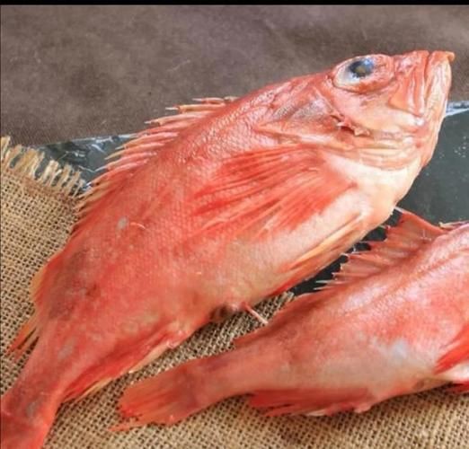 美國大眼紅斑魚圖片