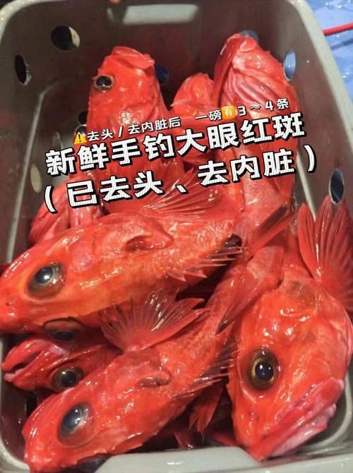 美國大眼紅斑魚圖片