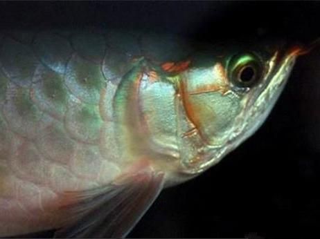 龍魚怎么防掉眼屎：龍魚怎么防掉眼屎龍魚怎么防掉眼屎