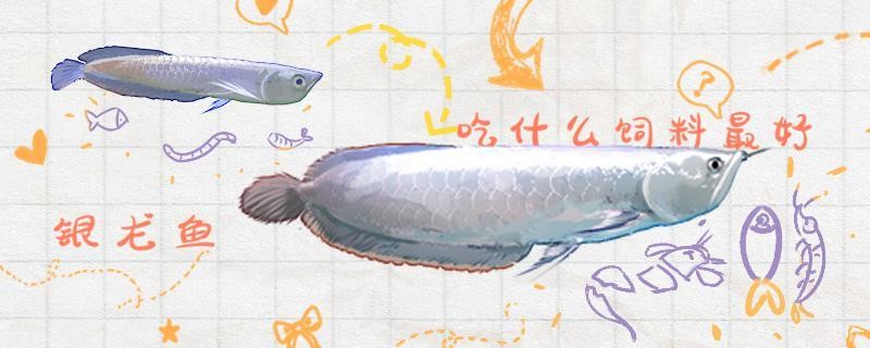 銀龍魚吃豐年蝦嗎