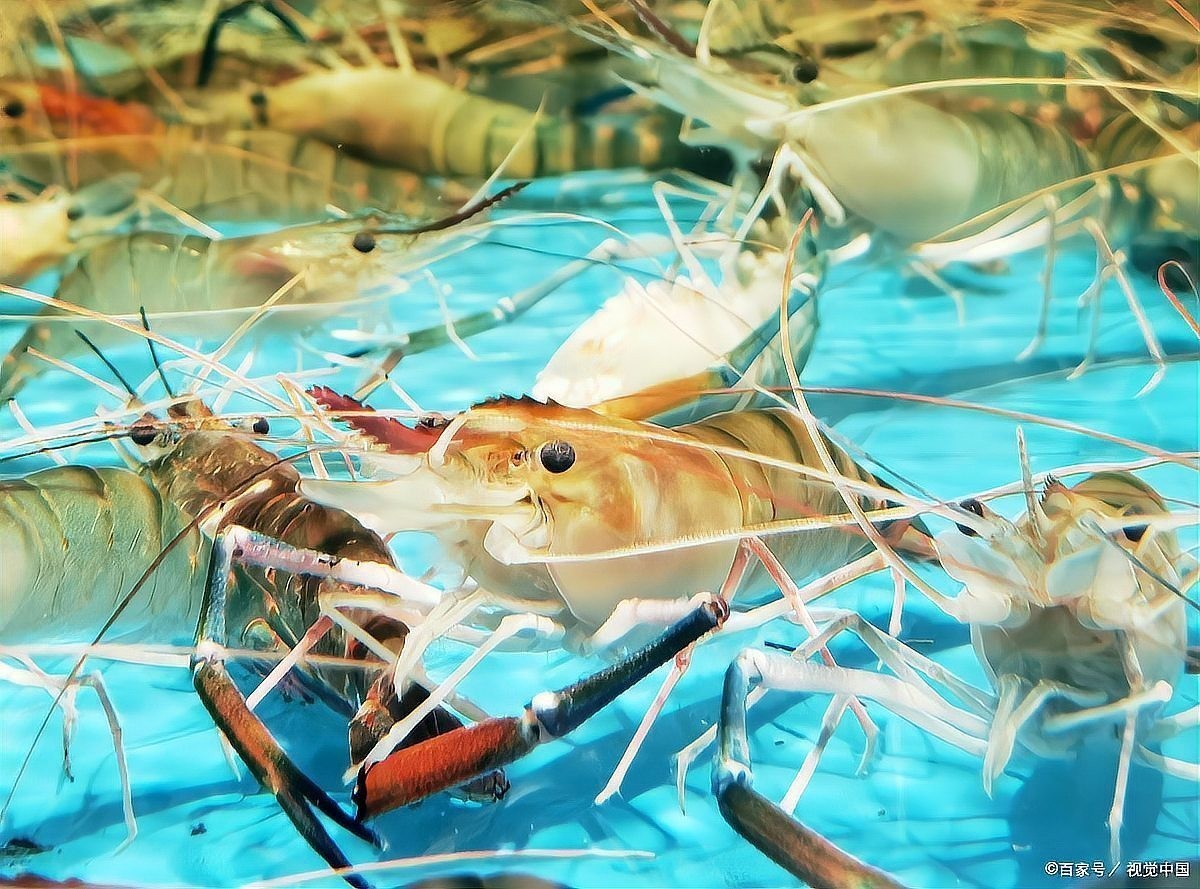 銀龍魚吃豐年蝦嗎